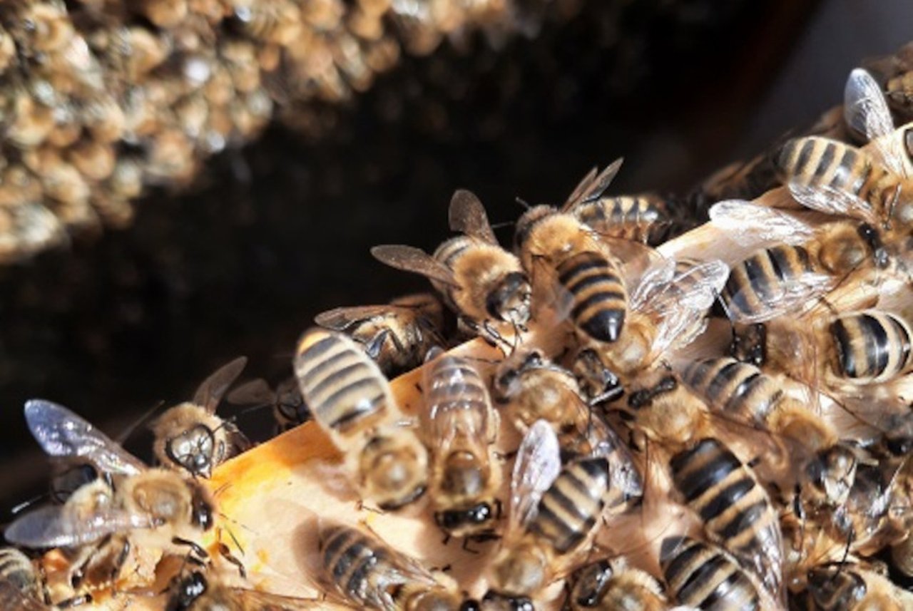 Bienenvolk-1-768x514.jpg