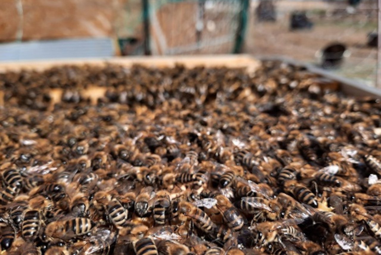 Bienenvolk-2-768x514.jpg